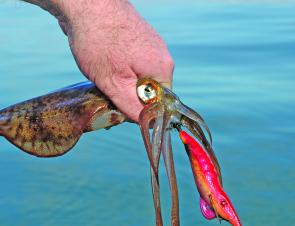 Recreational anglers take at least 45 tonnes of calamari in Victoria each year.